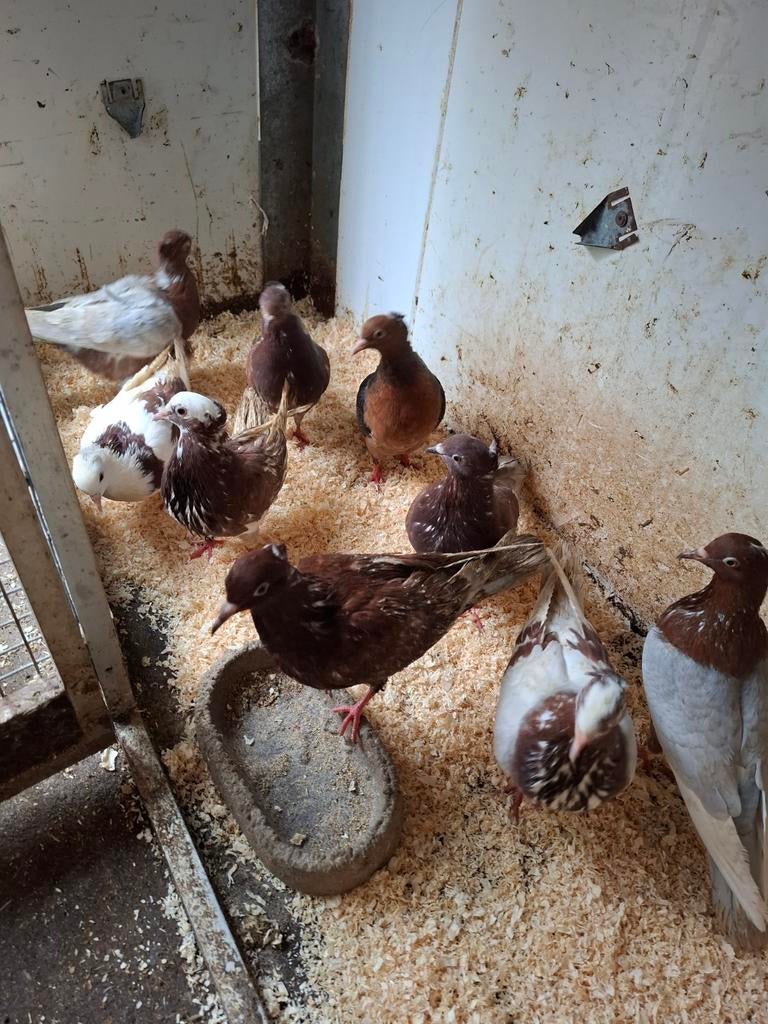 2 Koppels bruine/bruinbonte vinkduiven, Dieren en Toebehoren, Vogels | Duiven, Meerdere dieren, Overige soorten