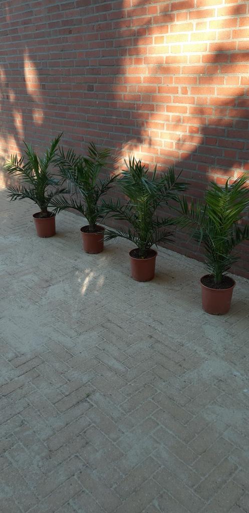 Te koop Phoenix, Ophalen, Overige soorten, Volle zon