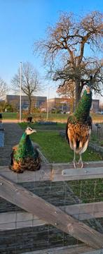 Pauwen, Mannelijk, Overige soorten