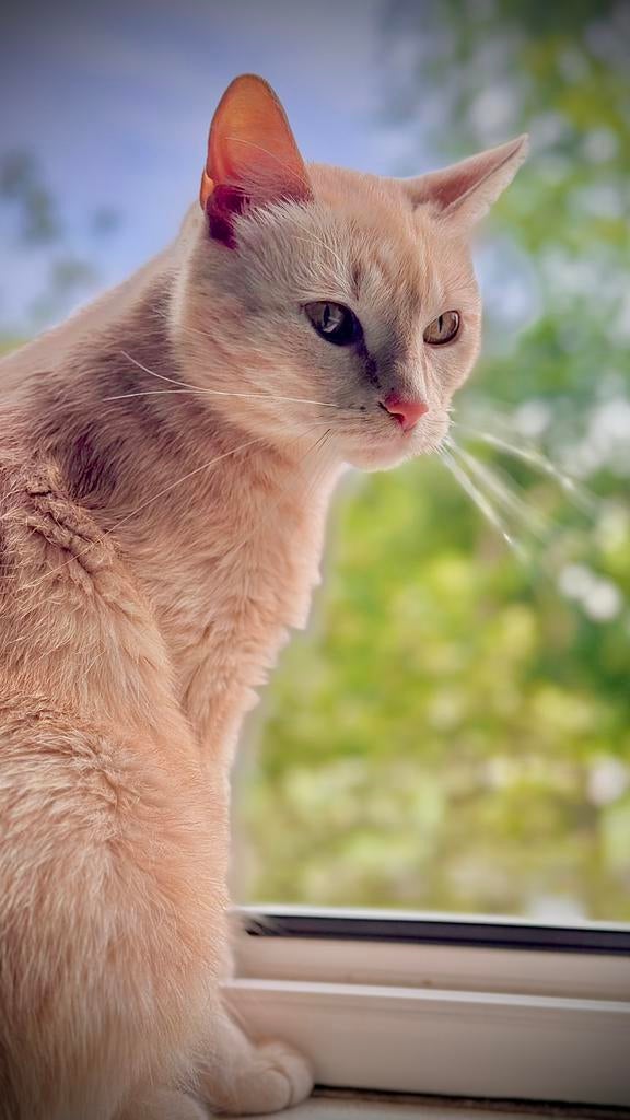 Poes gezond en rustig, Dieren en Toebehoren, 6 jaar of ouder