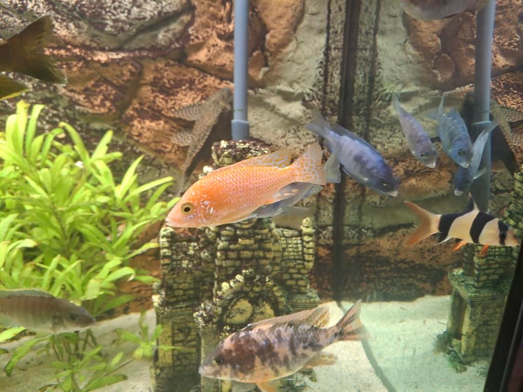 Malawi cichliden, Dieren en Toebehoren, Vissen | Aquariumvissen, Vis