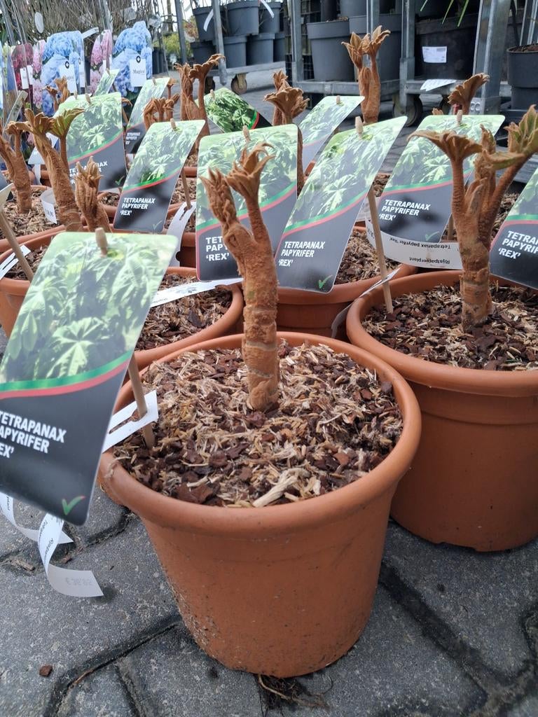 Tetrapanax papyrifer 'Rex' in pot, Rijst papier plant, Tuin en Terras, Planten | Tuinplanten, Overige soorten, Vaste plant, Ophalen of Verzenden