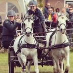 Te koop: lieve welsh A pony ! Veelzijdig en kidsproof!, Dieren en Toebehoren, Pony's, Ruin, B pony (1.17m tot 1.27m)