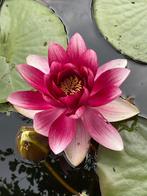 Roze waterlelie stekken - Nymphaea, Volle zon, Vaste plant, Ophalen of Verzenden, Zomer
