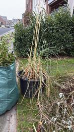 Pluimen, Ophalen, Herfst, Halfschaduw, Overige soorten