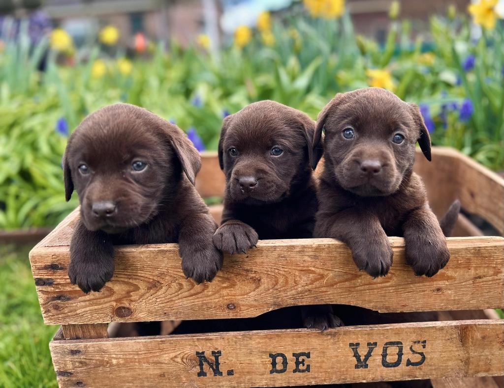 Labrador pups, 8 tot 15 weken, Labrador retriever, Parvo, Meerdere