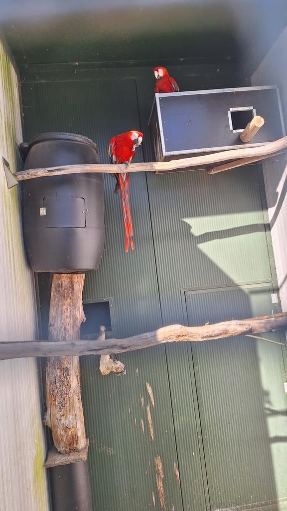 geelvleugel ara's. Geelvleugels, Dieren en Toebehoren, Vogels | Overige Vogels, Meerdere dieren