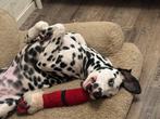 7 months old Dalmatian dog boy, 15 weken tot 1 jaar, Reu, Parvo, Eén hond
