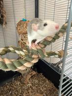 3 jonge vrouwtjes rittens, Dieren en Toebehoren, Rat, Vrouwelijk, Januari, Tam