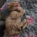 Britskorthaar kittens, Meerdere dieren, Ontwormd