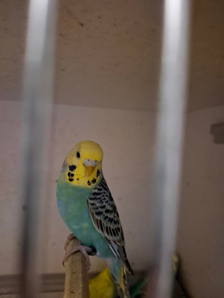 Parkieten, Mannelijk, Parkiet, Geringd