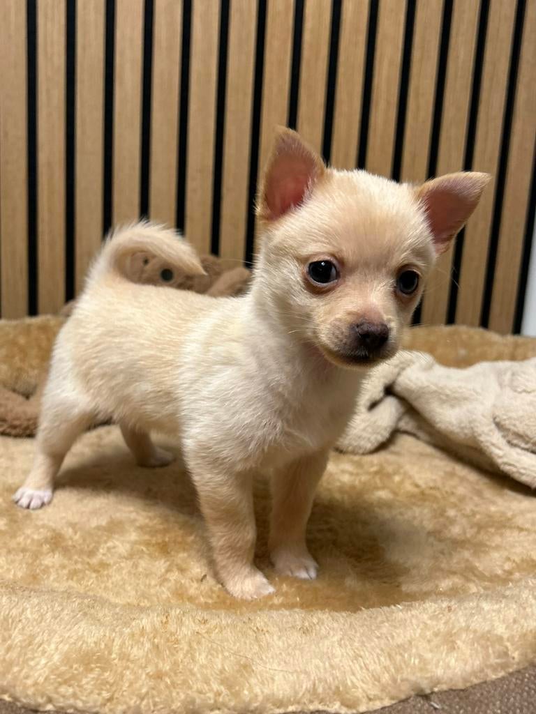 Pomchi pomeriaan x chihauhau teefje pup puppy 💕🐾, 8 tot 15 weken, Teef, Parvo, Eén hond