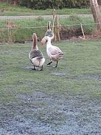 Te koop ganzen, Dieren en Toebehoren, Pluimvee, Meerdere dieren, Gans of Zwaan