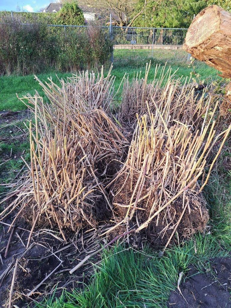 Olifantengras Miscanthus giganteus [ de laatste pollen], Ophalen, Overige soorten, Haag, 250 cm of meer