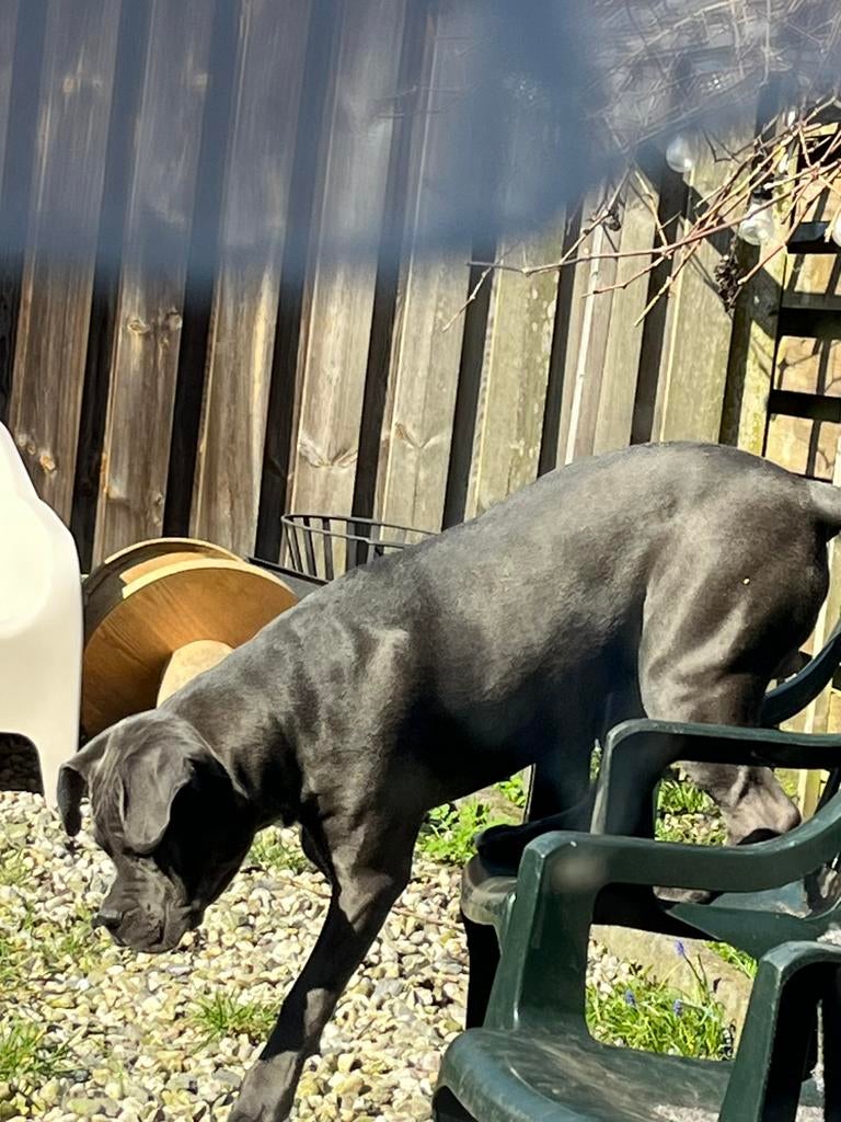 Stoere rue, Dieren en Toebehoren, Parvo, 15 weken tot 1 jaar, Eén hond, Nederland