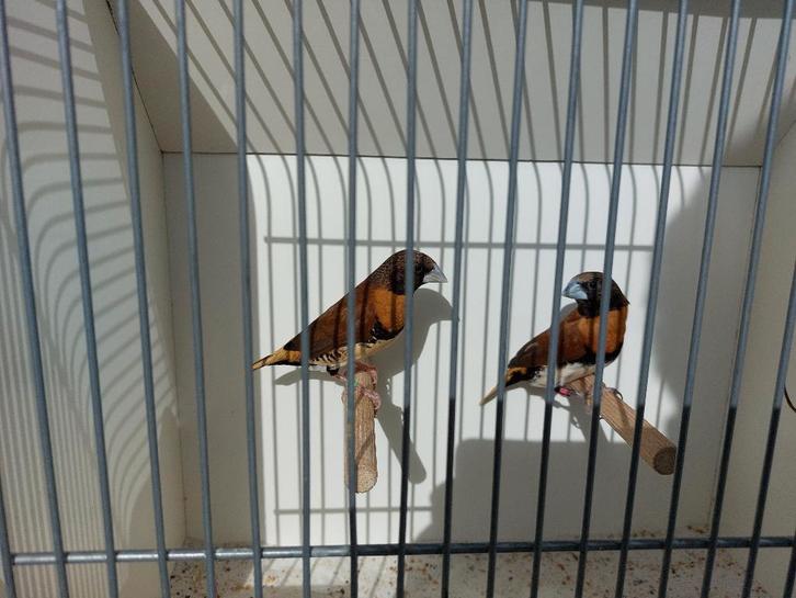 Koppel bruinborstrietvinken, Dieren en Toebehoren, Vogels | Overige Vogels, Tropenvogel, Meerdere dieren