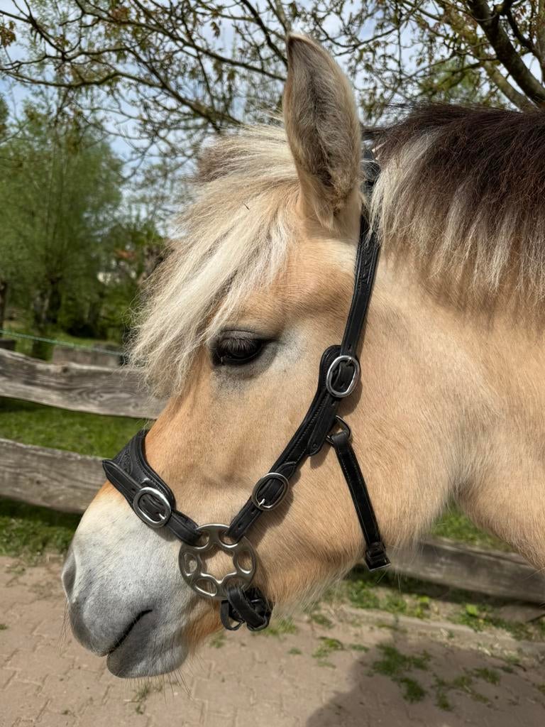 Edix Rose hackamore hoofdstel, Ophalen, Nieuw