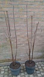Hongaarse sering Syringa josikaea 100/120cm, Tuin en Terras, Ophalen, Overige soorten, 100 tot 250 cm