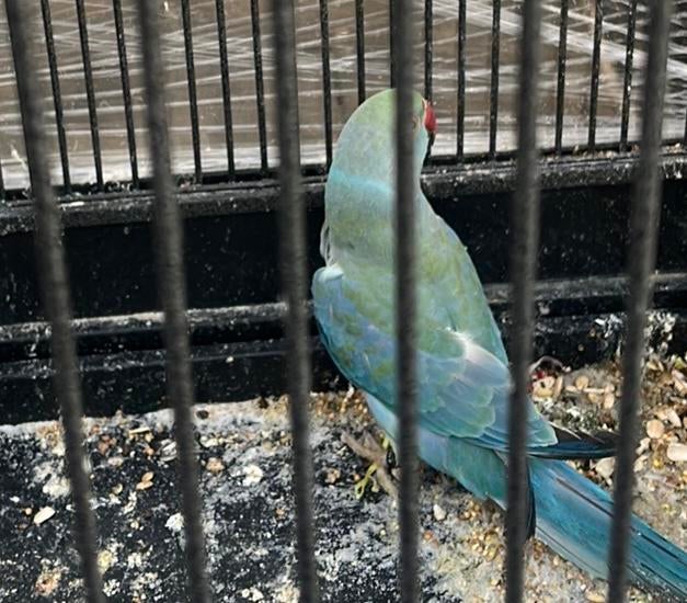 Halsbandparkiet, Parkiet