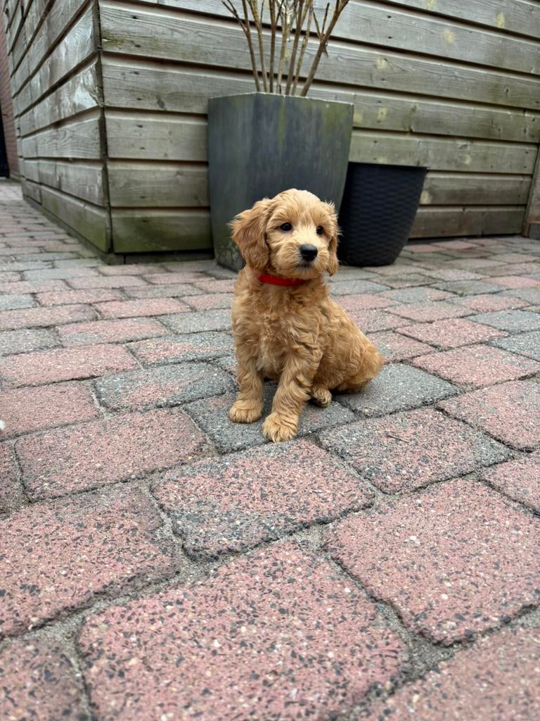 Cavapoo pups abricote rood, Dieren en Toebehoren, Parvo, Overige rassen, 8 tot 15 weken, Meerdere