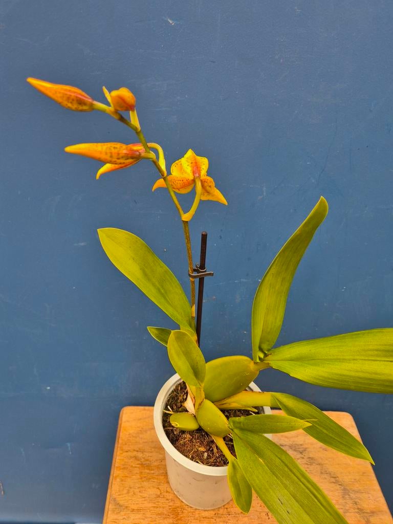 Orchidee Tiger Barb p12 (4)