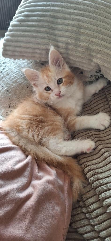 *** Maine coon katertjes ***  red silvertabby nog 1, Kater, Met stamboom