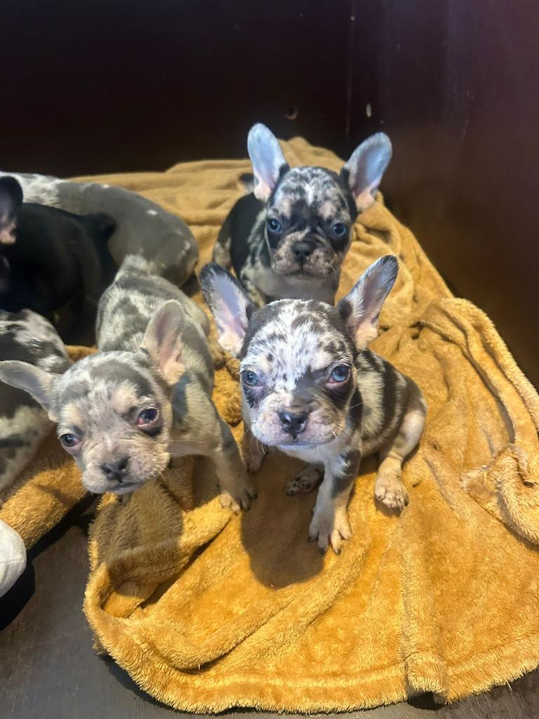 Franse bulldog pups, Parvo, 8 tot 15 weken, Bulldog, Meerdere dieren