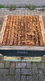 Bijenvolk op 11 ramen, buckfast, zachtaardig (volk 5), Dieren en Toebehoren, Bijen