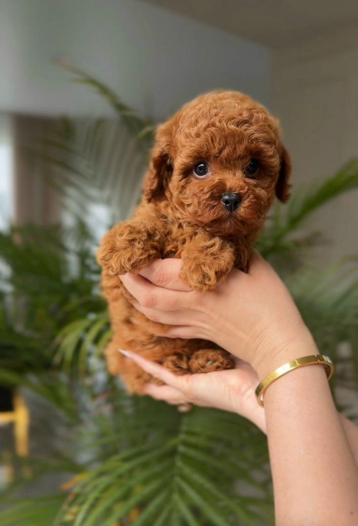 Reu Toy Poodle Puppys | Maltipoo, Toy Poedel Pup, Dieren en Toebehoren, Honden | Chihuahua's en Gezelschapshonden, Poedel, Fokker | Hobbymatig