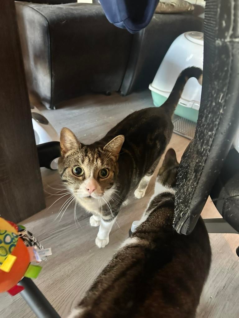 4 katten (helaas moeten ze weg door allergie van mijn zoon), Dieren en Toebehoren, Poes, Kortharig, 3 tot 5 jaar