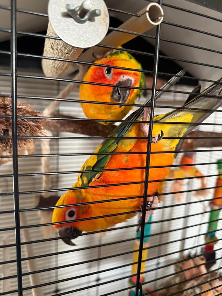 Zonparkieten, Dieren en Toebehoren, Meerdere dieren, Parkiet, Tam