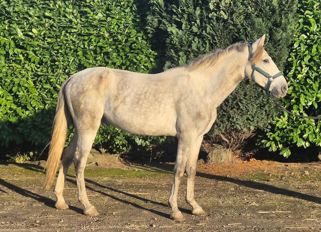 Hele brave ruin te koop!, Dieren en Toebehoren, Gechipt, Ruin, 3 tot 6 jaar, 160 tot 165 cm