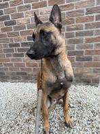 Mechelse herder reu van  ongeveer 1,5 jaar., Reu, 1 tot 2 jaar, Eén hond, Herder