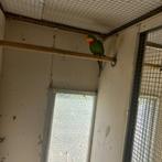 Te koop een mooie barraband man, Mannelijk, Parkiet