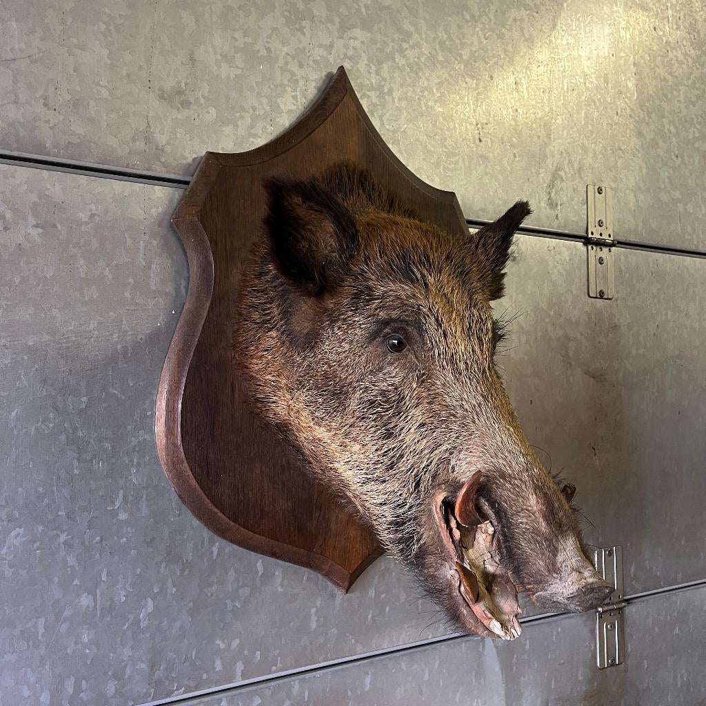 Vintage taxidermie Franse wild zwijn kop, Ophalen of Verzenden, Gebruikt, Wild dier, Opgezet dier