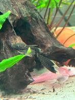 Ancistrus, algneters lange vinnen, Dieren en Toebehoren, Vissen | Aquariumvissen, Vis
