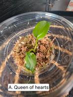 Anthurium Queen of Hearts TC, Ophalen of Verzenden, Halfschaduw, Minder dan 100 cm