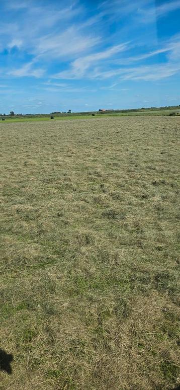 Kleinepakjes hooi kalveren hooi beschikbaar voor biedingen