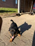 Mooie rottweiler pups, Dieren en Toebehoren, Meerdere, Meerdere dieren, Rottweiler, Nederland