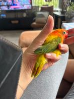 2 jonge fischeri agapornissen bijna tam, nieuwe kooi, Meerdere dieren, Dwergpapegaai of Agapornis, Tam