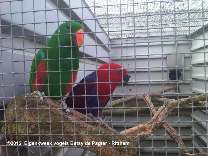 jonge handtamme papegaaien, Dieren en Toebehoren, Vogels | Parkieten en Papegaaien, Papegaai, Meerdere dieren, Tam, Geringd