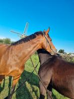 Verzorger gezocht, Wassenaar/Voorschoten, 18+