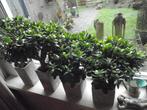 Crassula, Bloeiende kamerplant, Ophalen of Verzenden, Overige soorten, Minder dan 100 cm