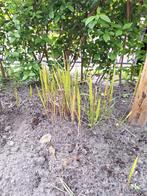 2x japans bloedgras, 1x een pluim gras, cortaderia selloana, Vaste plant, Herfst, Siergrassen, Ophalen