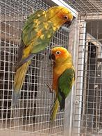 Zonparkieten, Dieren en Toebehoren, Vogels | Parkieten en Papegaaien, Meerdere dieren, Parkiet, Geringd