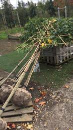 Lei bomen vanaf oktober. Liquidambar. Lei fruit ., Ophalen of Verzenden, Halfschaduw, Leiboom, 100 tot 250 cm