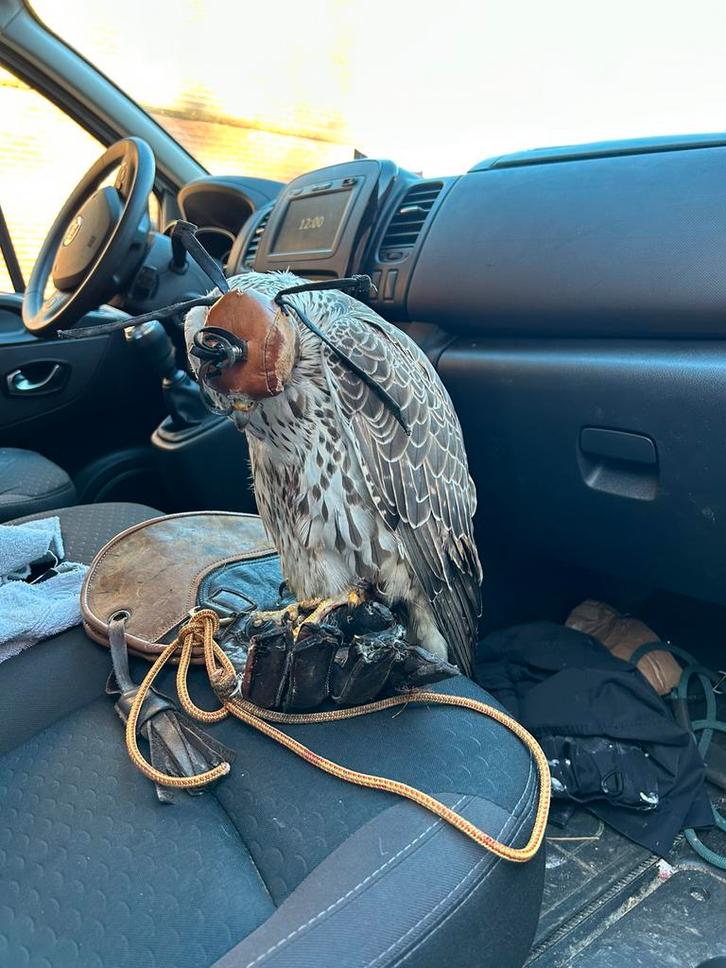 Gier x sakervalk 2021, Dieren en Toebehoren, Vogels | Overige Vogels, Roofvogel, Vrouwelijk, Geringd