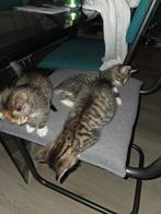 4 lieve kittens, Dieren en Toebehoren, Meerdere dieren