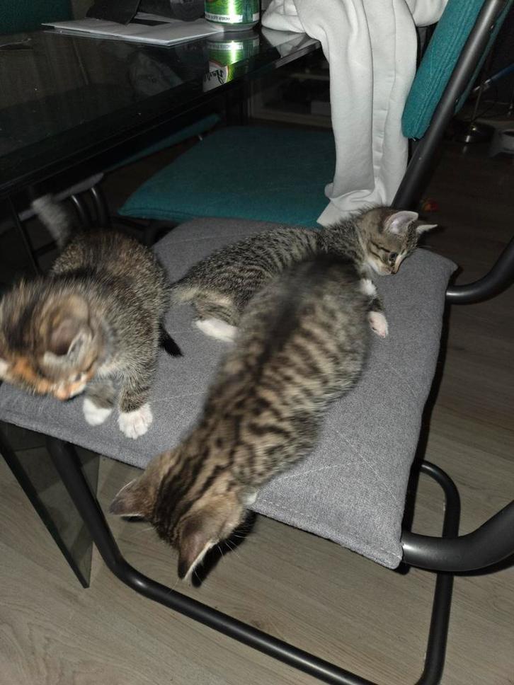 4 lieve kittens, Dieren en Toebehoren, Katten en Kittens | Overige Katten, Meerdere dieren