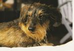 kaart ruwharige Teckel, Ophalen of Verzenden, 1980 tot heden, Ongelopen, Hond of Kat